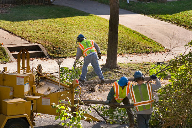 Best Leaf Removal  in Lake Forest, CA